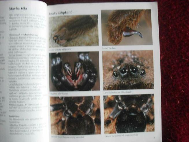 Książka Skipkani - Ptaszniki - Poradnik hodowli