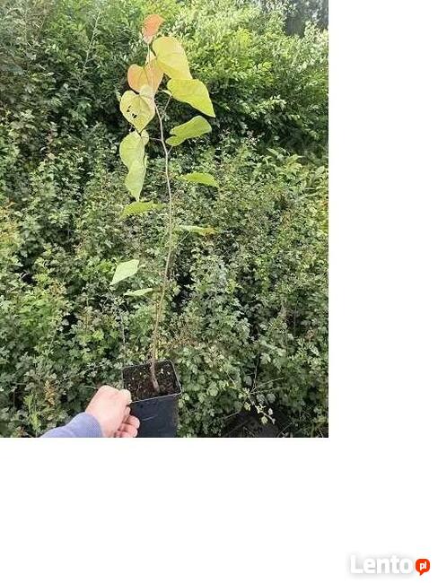 P11 Judaszowiec Kanadyjski Cercis Canadensis HURT-DETAL