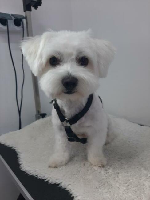 Groomer, Salon pielęgnacji psów, Psi fryzjer