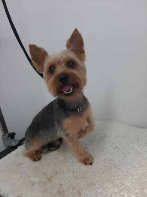 Groomer, Salon pielęgnacji psów, Psi fryzjer