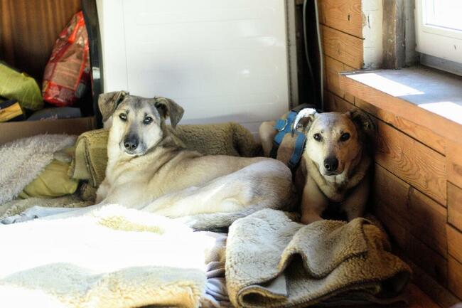Chibo i Chana dwa psiaki bliźniaki szukają wspólnego domu