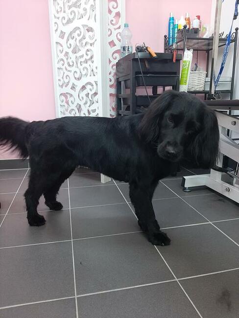 Groomer, Salon pielęgnacji psów, Psi fryzjer