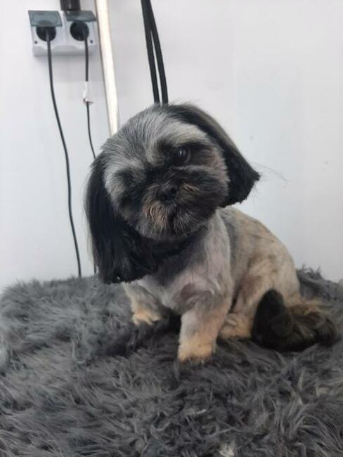 Groomer, Salon pielęgnacji psów, Psi fryzjer