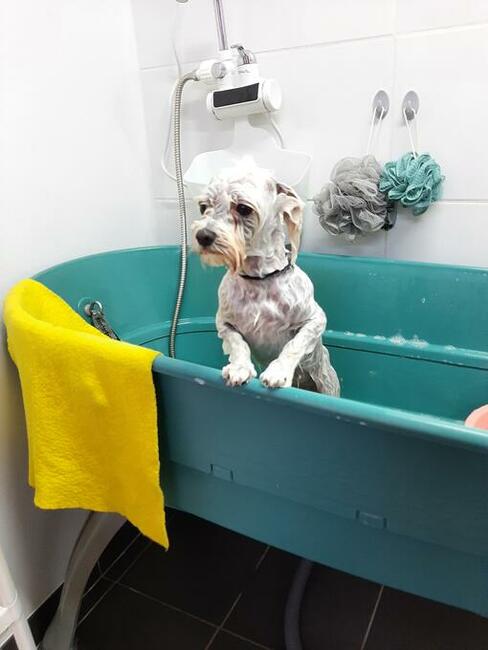 Groomer, Salon pielęgnacji psów, Psi fryzjer