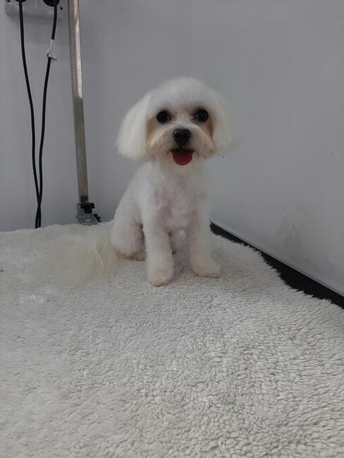 Groomer, Salon pielęgnacji psów, Psi fryzjer