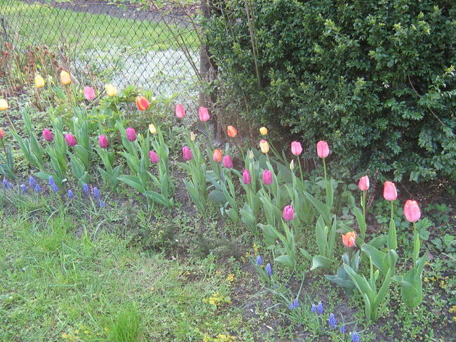 OGRÓDEK działkowy w zacisznym miejscu w CENTRUM Gliwic