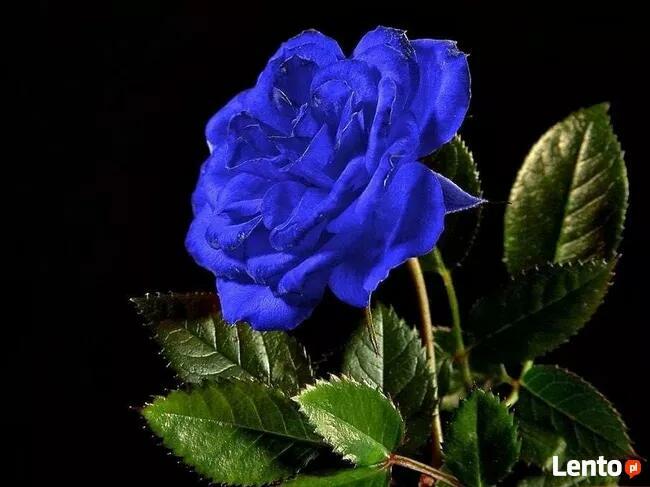 Zachowaj w pamięci cudowne chwile, lecz nie bój się nowych!