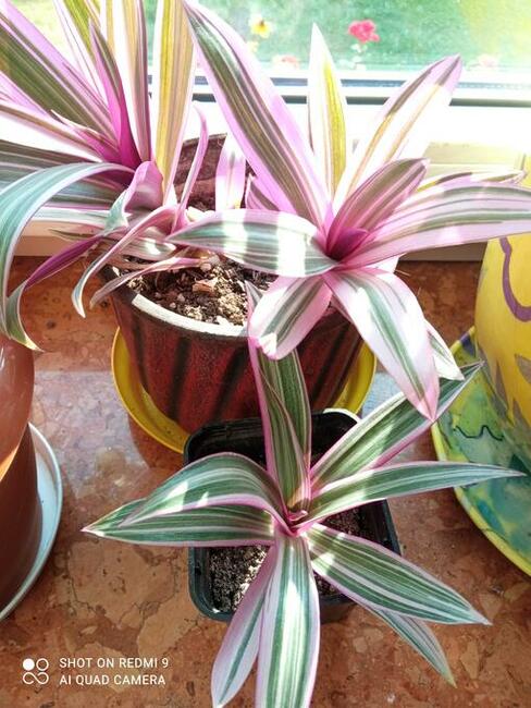 Kwiaty domowe -nadwyżki parapetowe