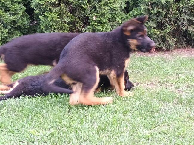 Szczenięta Owczarka Niemieckiego krótkowłosego