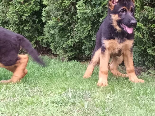 Szczenięta Owczarka Niemieckiego krótkowłosego