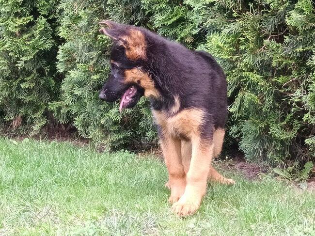 Szczenięta Owczarka Niemieckiego krótkowłosego