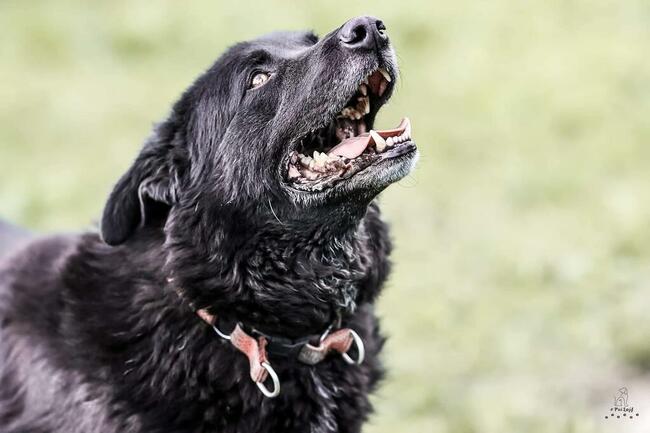 Narcyz piesek wok.6/7 letni psiak czeka na dom Aga Bień.