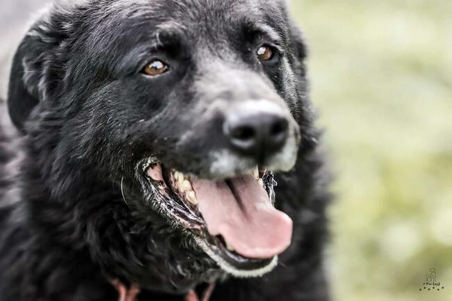 Narcyz piesek wok.6/7 letni psiak czeka na dom Aga Bień.