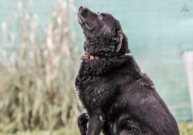Narcyz piesek wok.6/7 letni psiak czeka na dom Aga Bień.