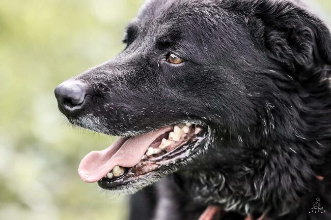 Narcyz piesek wok.6/7 letni psiak czeka na dom Aga Bień.