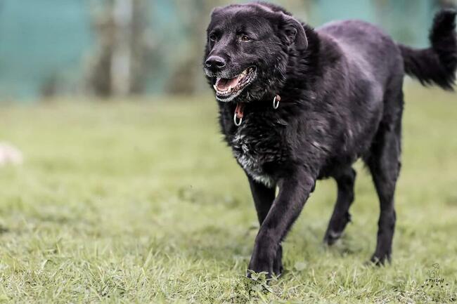 Narcyz piesek wok.6/7 letni psiak czeka na dom Aga Bień.