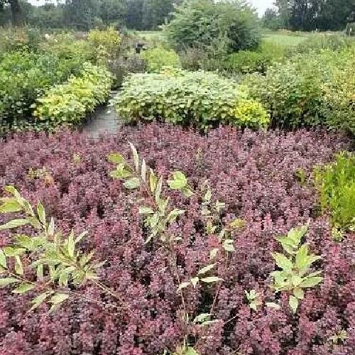 C2 Dereń biały Spaethii HURT-DETAL Dostawa