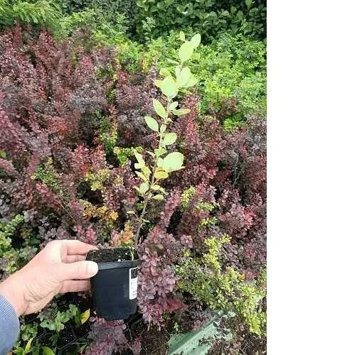 P9 Berberys Vulgaris HURT DETAL Dostawa