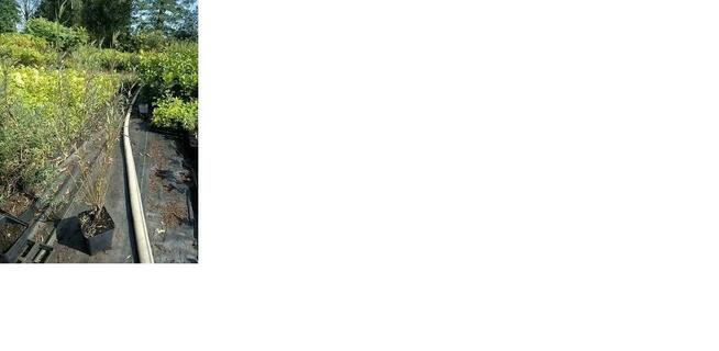 P11 Wierzba purpurowa Salix purpurea HURT DETAL Dostawa