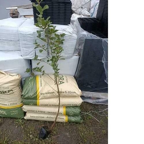 C2 Olcha olsza czarna alnus glutinosa HURT DETAL