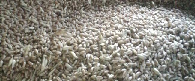 Pszenica Jara bursztynowa