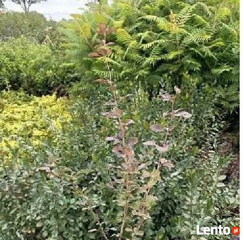 P9 Berberys vulgaris atropurpurea HURT-DETAL Dostawa