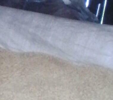 Pszenica Jara bursztynowa