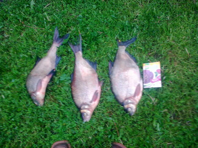 szukam dojrzałej Kobiety