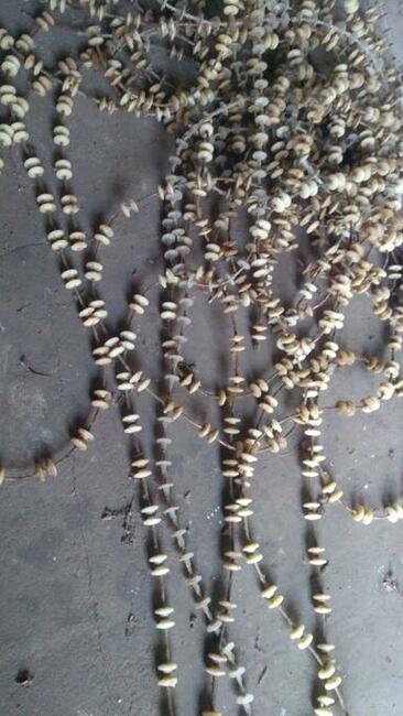 Lina koralikowa ,reduktor , zakola