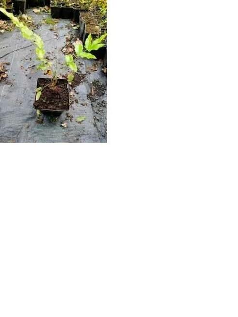 P11 Mahonia pospolita HURT DETAL Dostawa