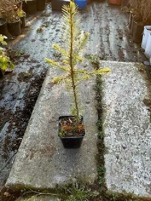 P9 DAGLEZJA zielona jedlica douglasa HURT DETAL Dostawa