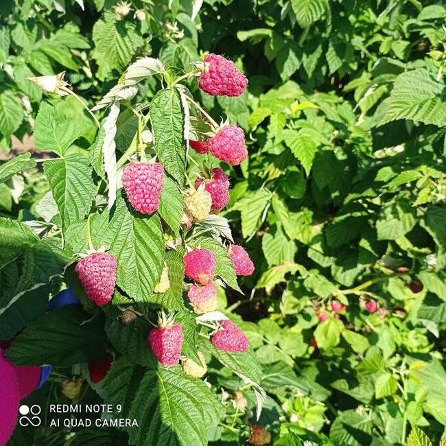 Sadzonki maliny jesiennej