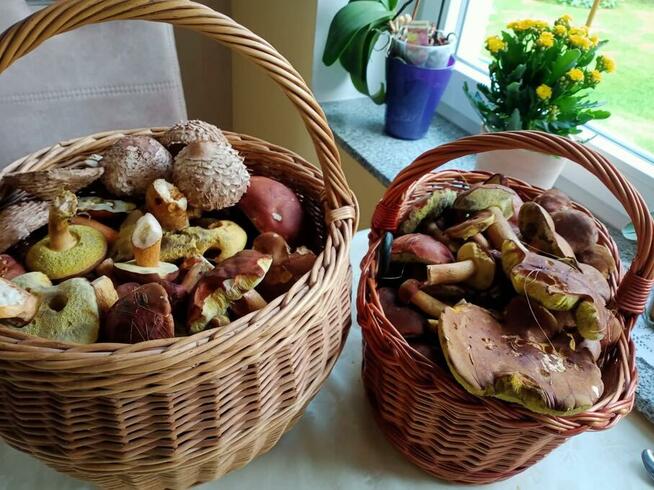 02779 Hainewalde zaprasza!!!