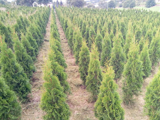 Tuja szmaragd szmaragdowa tuje thuja smaragd