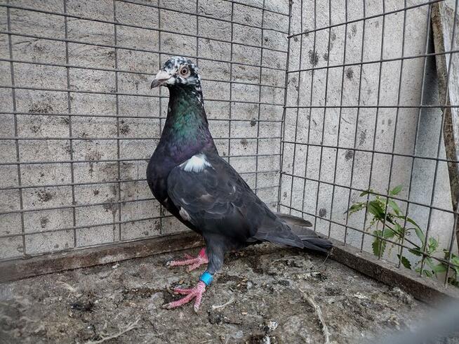 Gołębie Tygrysy Mulemansy Czarne Wysyłka