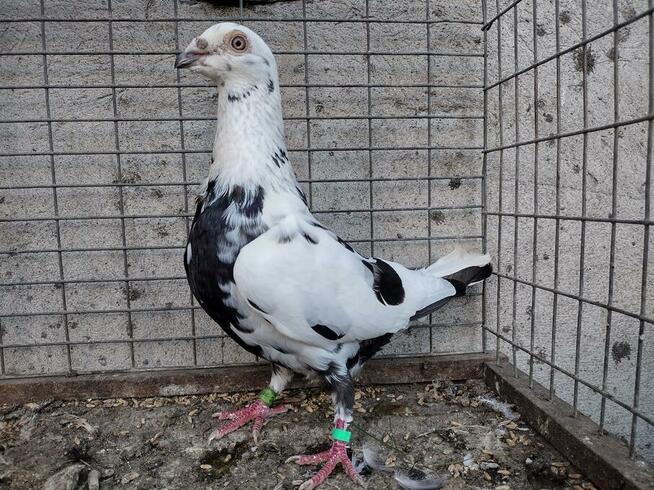 Gołębie Tygrysy Mulemansy Czarne Wysyłka