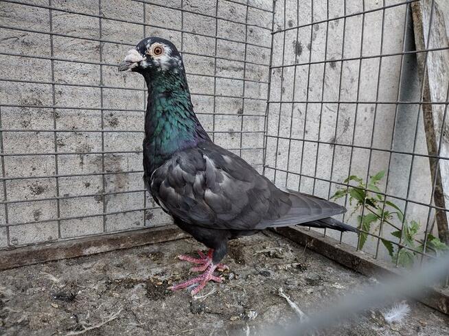 Gołębie Tygrysy Mulemansy Czarne Wysyłka