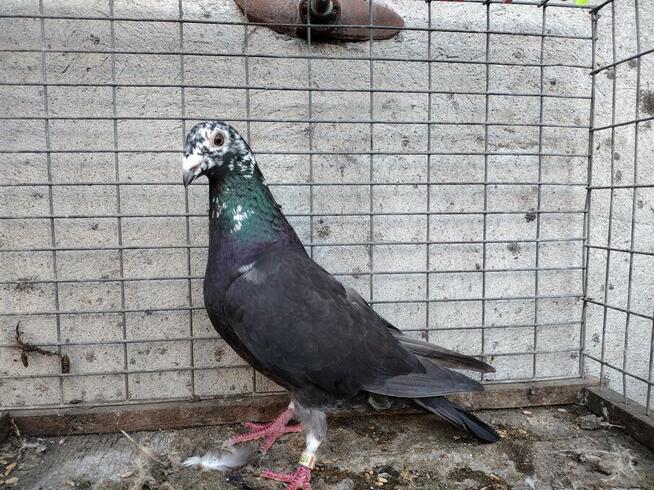 Gołębie Tygrysy Mulemansy Czarne Wysyłka