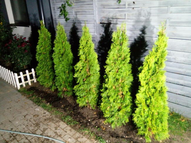 Tuja szmaragd szmaragdowa tuje thuja smaragd