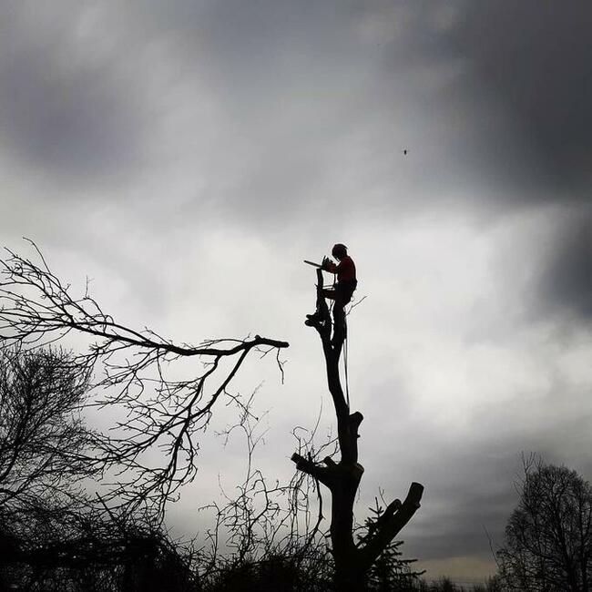 Wycinka drzew trudnych