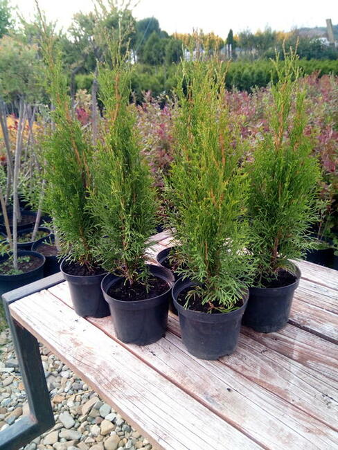 Tuja szmaragd szmaragdowa tuje thuja smaragd