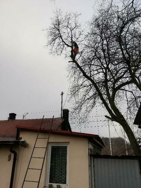 Wycinka drzew trudnych