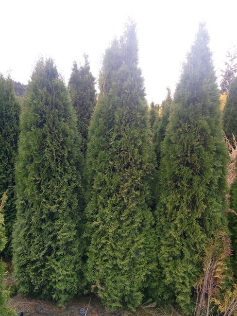 Tuja szmaragd szmaragdowa tuje thuja smaragd