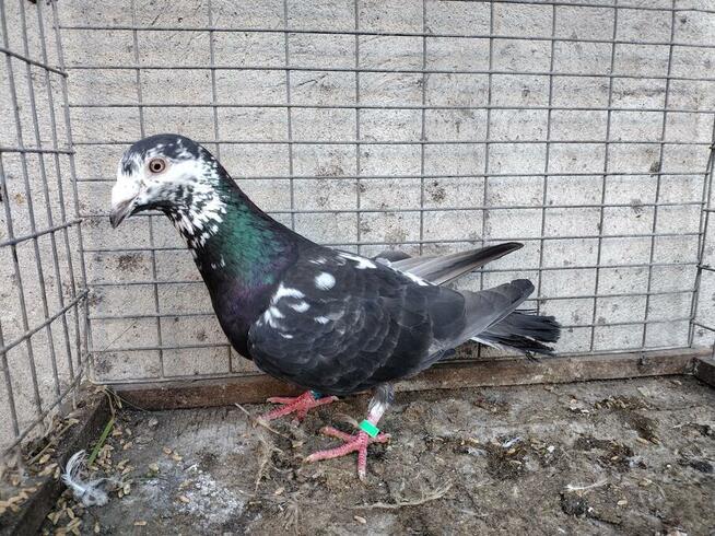 Gołębie Tygrysy Mulemansy Czarne Wysyłka