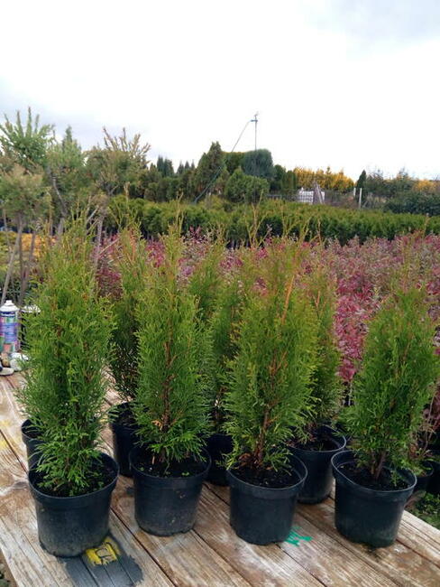 Tuja szmaragd szmaragdowa tuje thuja smaragd