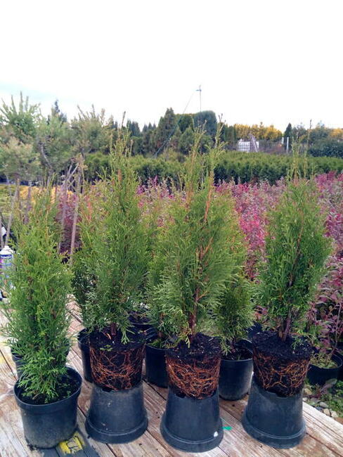 Tuja szmaragd szmaragdowa tuje thuja smaragd