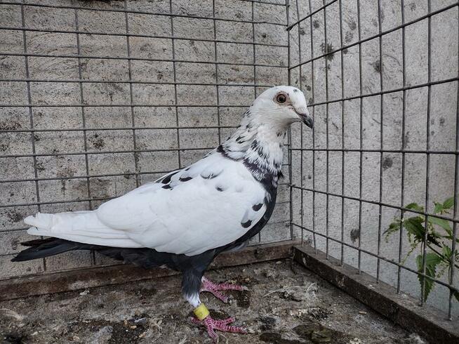 Gołębie Tygrysy Mulemansy Czarne Wysyłka