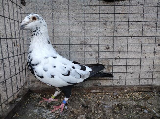 Gołębie Tygrysy Mulemansy Czarne Wysyłka