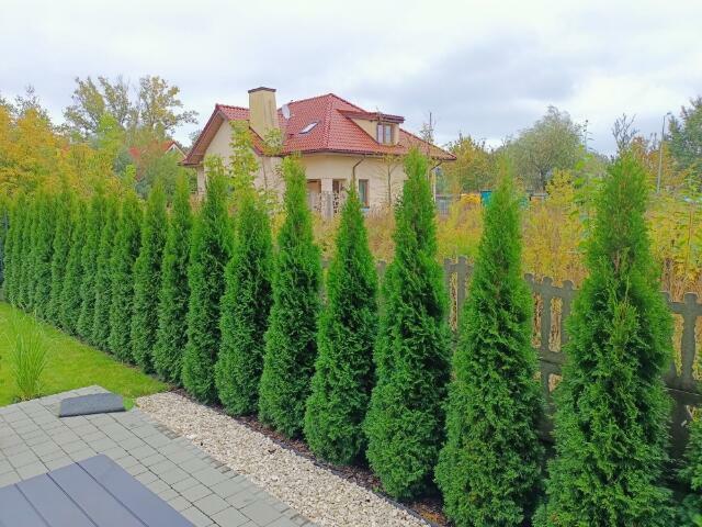 Tuja szmaragd szmaragdowa tuje thuja smaragd