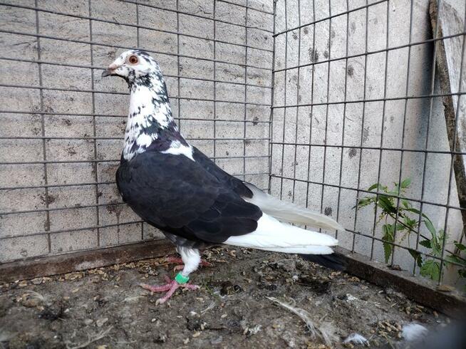 Gołębie Tygrysy Mulemansy Czarne Wysyłka